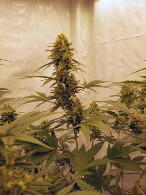 The Garden 2020 - Green Poison Fast F1. Week 14