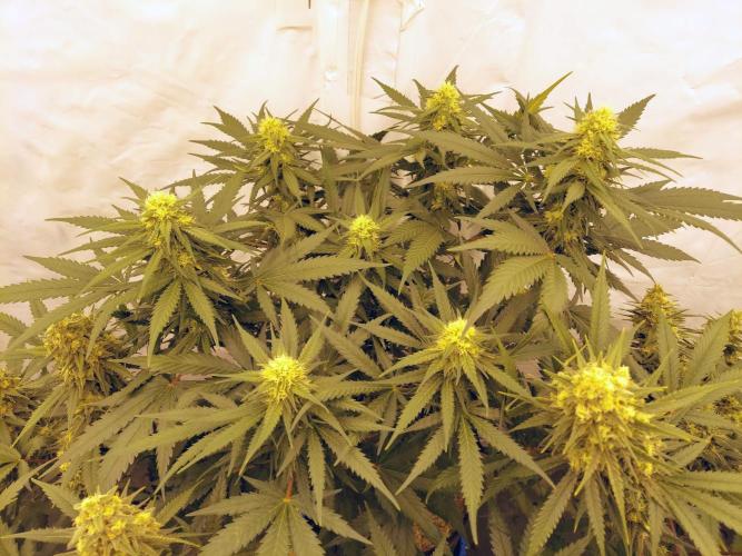 The Garden 2020 - Green Poison Fast F1. Week 14