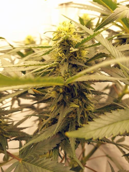 The Garden 2020 - Green Poison Fast F1. Week 14