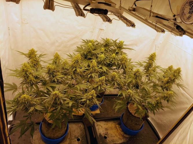 The Garden 2020 - Green Poison Fast F1. Week 14