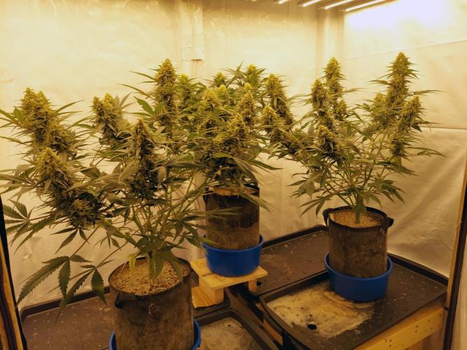 The Garden 2020 - Green Poison Fast F1. Week 14
