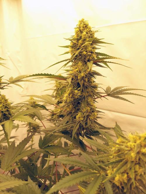 The Garden 2020 - Green Poison Fast F1. Week 14