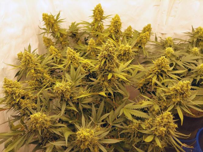 The Garden 2020 - Green Poison Fast F1. Week 15