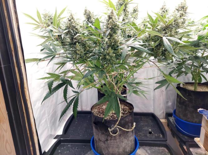 The Garden 2020 - Green Poison Fast F1. Week 15
