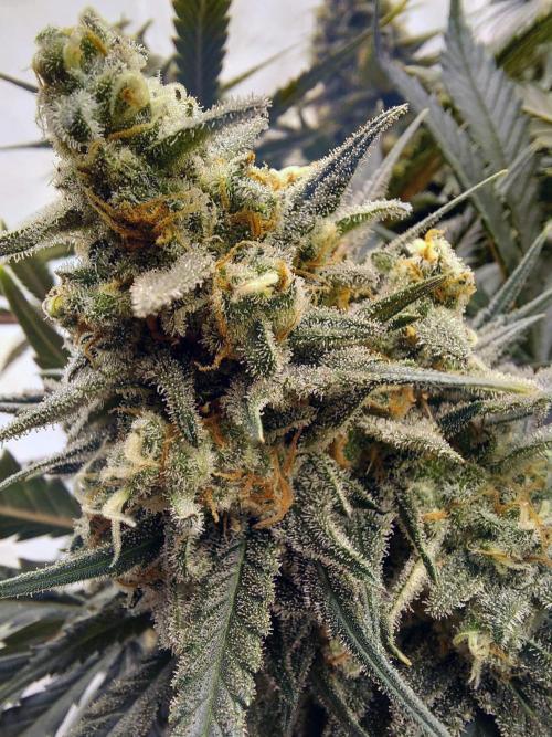 The Garden 2020 - Green Poison Fast F1. Week 15