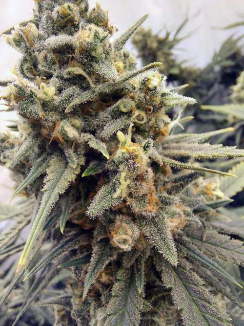 The Garden 2020 - Green Poison Fast F1. Week 15