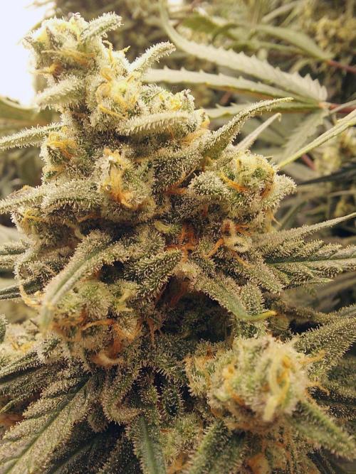 The Garden 2020 - Green Poison Fast F1. Week 15
