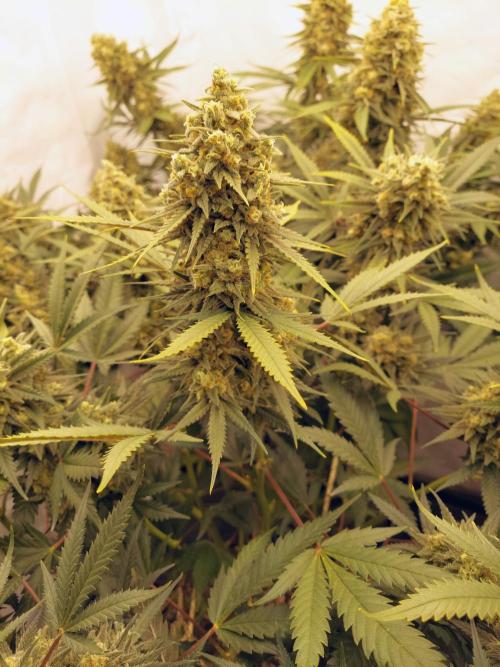 The Garden 2020 - Green Poison Fast F1. Week 15