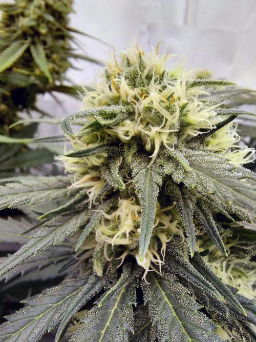 The Garden 2020 - Green Poison Fast F1. Week 15