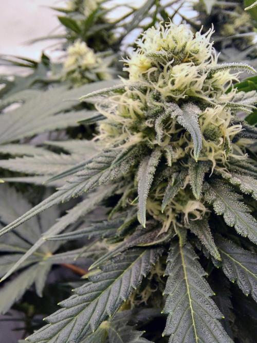 The Garden 2020 - Green Poison Fast F1. Week 15