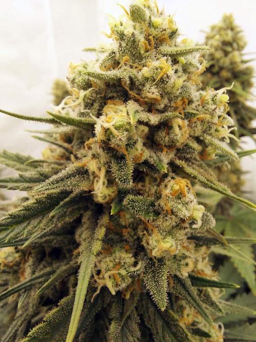 The Garden 2020 - Green Poison Fast F1. Week 15