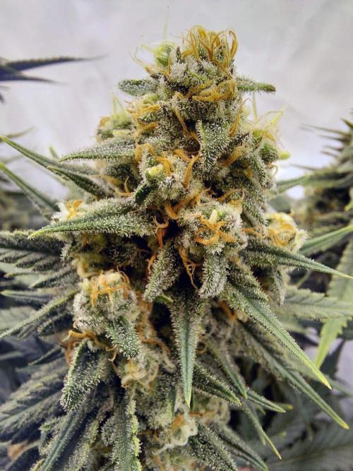 The Garden 2020 - Green Poison Fast F1. Week 15
