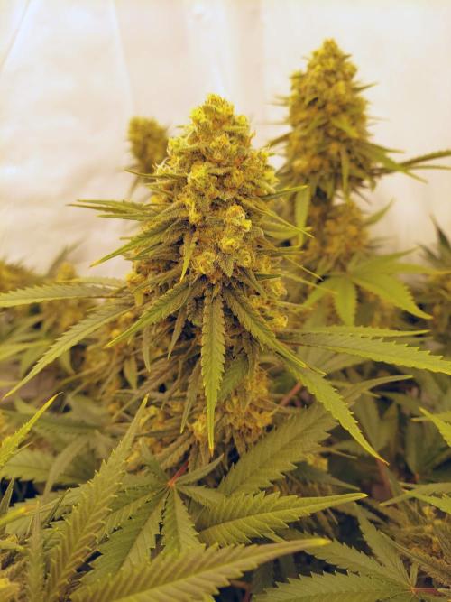 The Garden 2020 - Green Poison Fast F1. Week 15