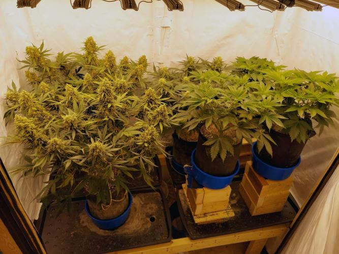 The Garden 2020 - Green Poison Fast F1. Week 15