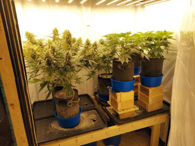 The Garden 2020 - Green Poison Fast F1. Week 15