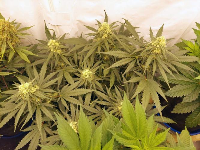 The Garden 2020 - Green Poison Fast F1. Week 15