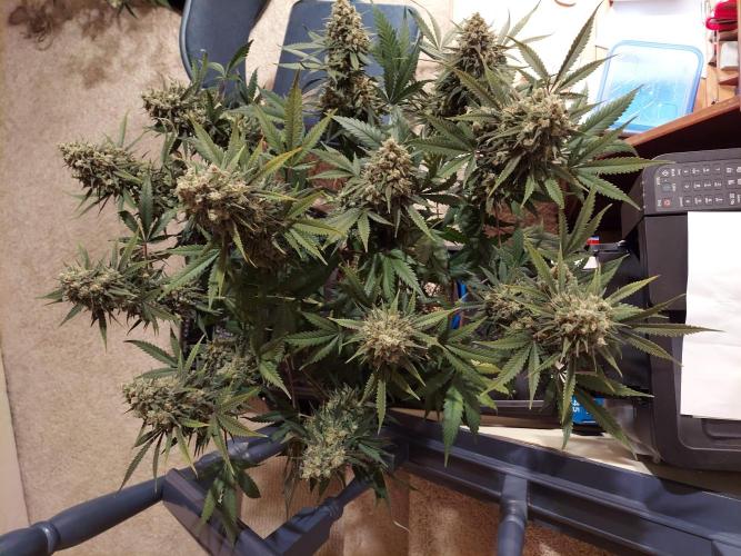 The Garden 2020 - Green Poison Fast F1. Week 16