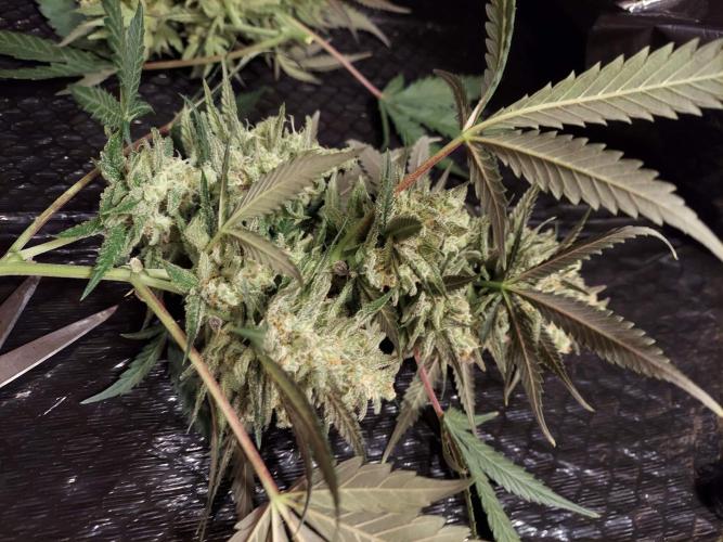 The Garden 2020 - Green Poison Fast F1. Week 16