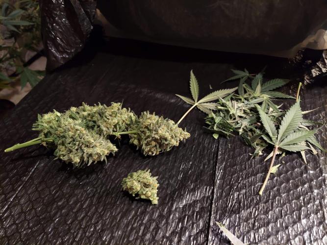 The Garden 2020 - Green Poison Fast F1. Week 16