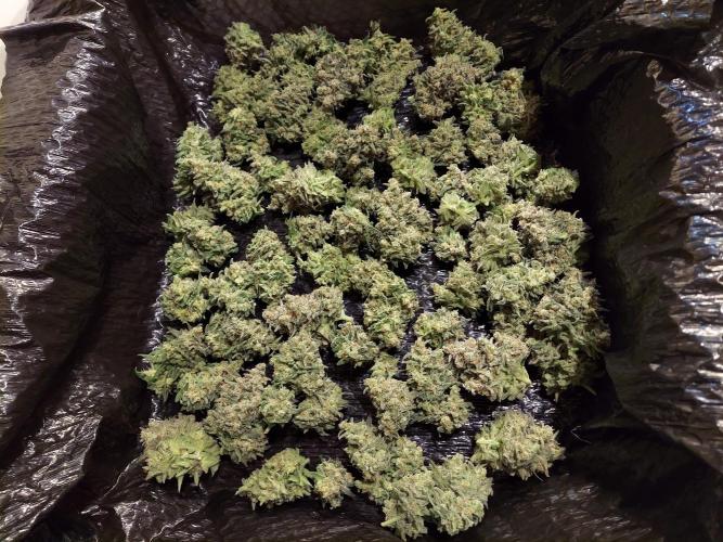 The Garden 2020 - Green Poison Fast F1. Week 16