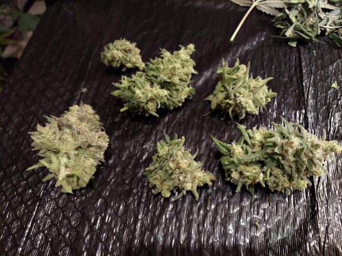 The Garden 2020 - Green Poison Fast F1. Week 16