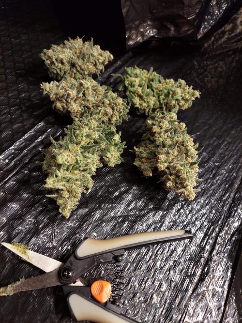 The Garden 2020 - Green Poison Fast F1. Week 16