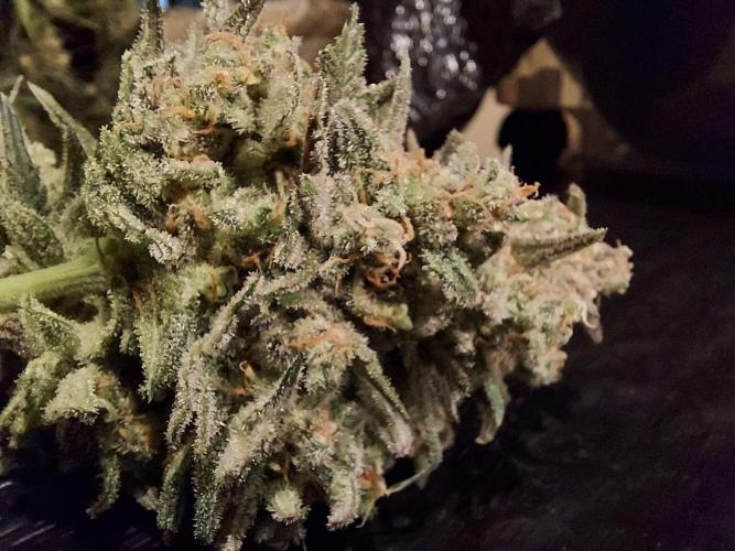 The Garden 2020 - Green Poison Fast F1. Week 16
