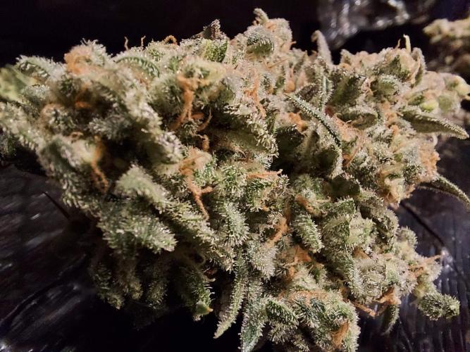 The Garden 2020 - Green Poison Fast F1. Week 16
