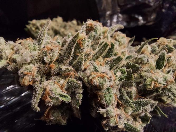 The Garden 2020 - Green Poison Fast F1. Week 16