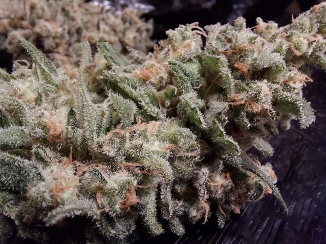 The Garden 2020 - Green Poison Fast F1. Week 16