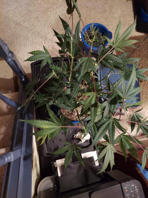 The Garden 2020 - Green Poison Fast F1. Week 16