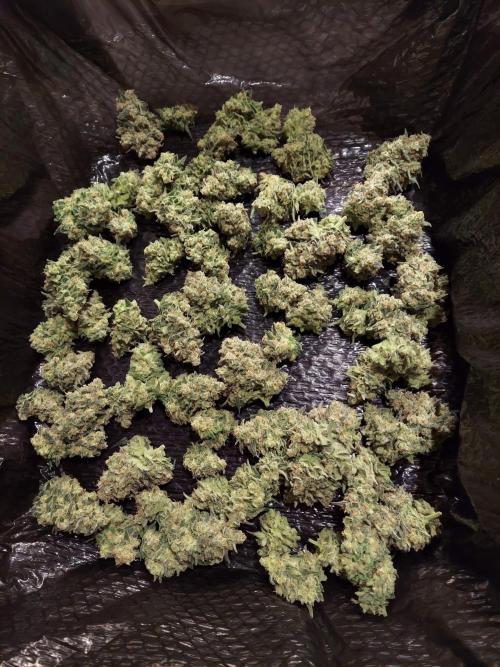 The Garden 2020 - Green Poison Fast F1. Week 16
