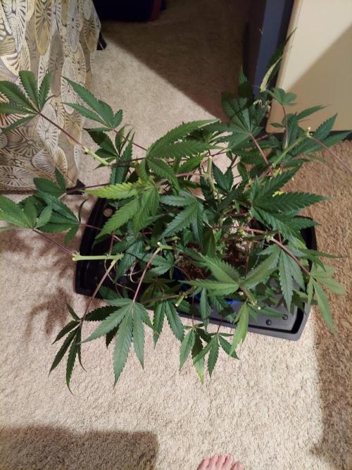 The Garden 2020 - Green Poison Fast F1. Week 16