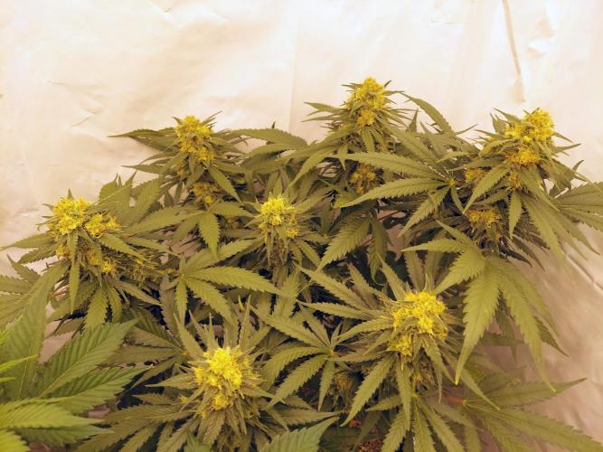 The Garden 2020 - Green Poison Fast F1. Week 16 - Clone that was 16 days delayed