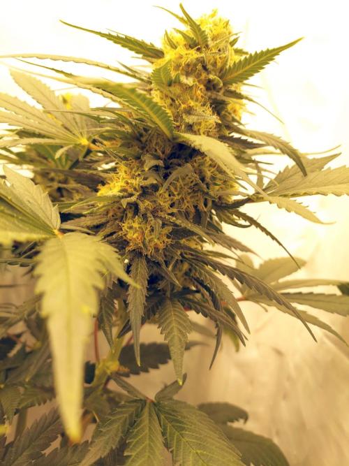 The Garden 2020 - Green Poison Fast F1. Week 16 - Clone that was 16 days delayed