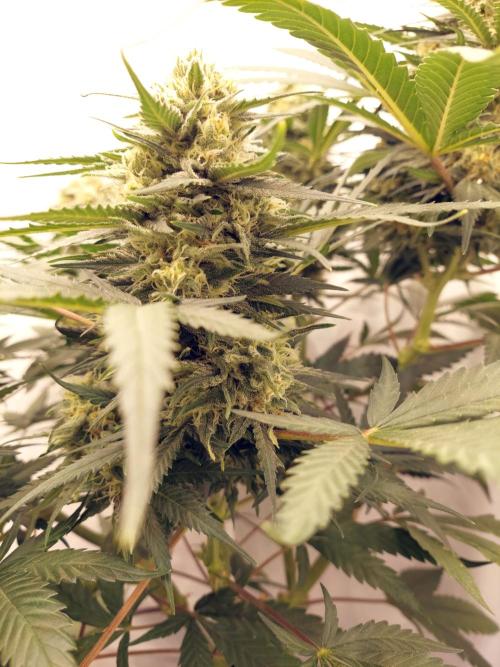 The Garden 2020 - Green Poison Fast F1. Week 16 - Clone that was 16 days delayed
