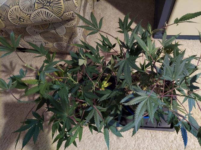 The Garden 2020 - Green Poison Fast F1. Week 16