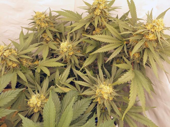 The Garden 2020 - Green Poison Fast F1. Week 16 - Clone that was 16 days delayed