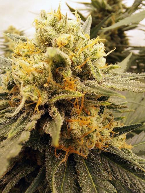 The Garden 2020 - Green Poison Fast F1. Week 16 - Clone that was 16 days delayed