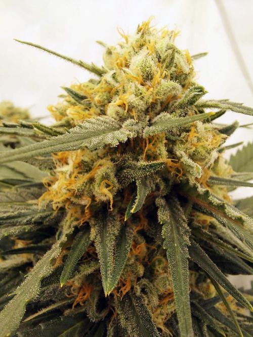 The Garden 2020 - Green Poison Fast F1. Week 16 - Clone that was 16 days delayed