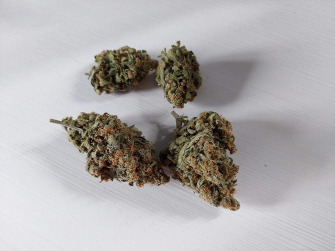 The Garden 2020 - Green Poison Fast F1. Week 16