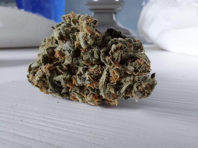 The Garden 2020 - Green Poison Fast F1. Week 16