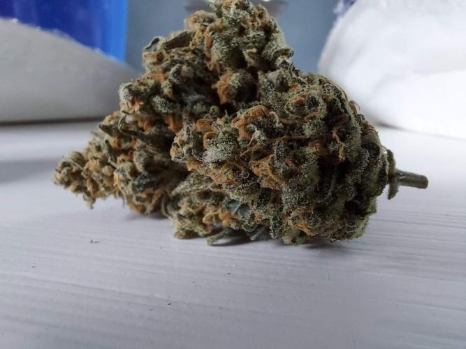The Garden 2020 - Green Poison Fast F1. Week 16