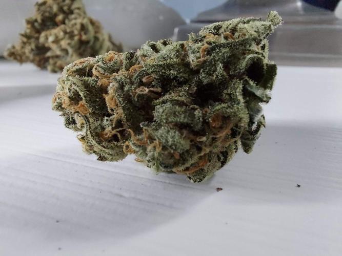 The Garden 2020 - Green Poison Fast F1. Week 16