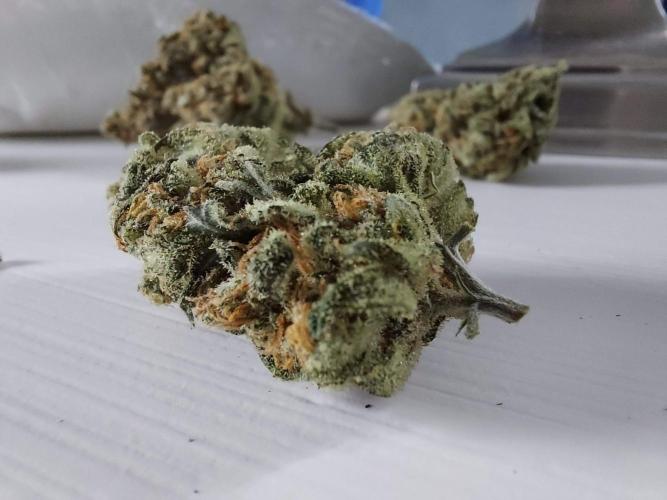 The Garden 2020 - Green Poison Fast F1. Week 16