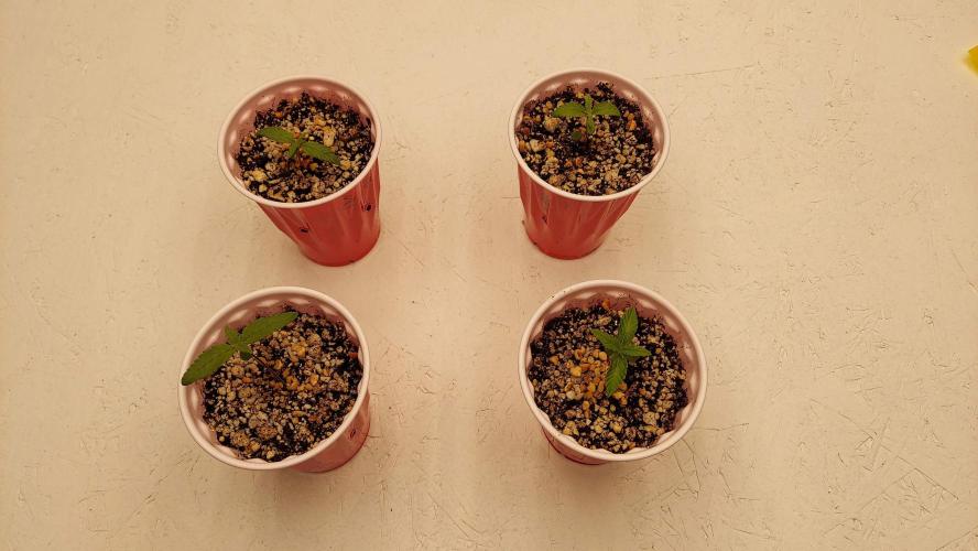 The Garden 2022 - Blueberry Muffin. Week 1