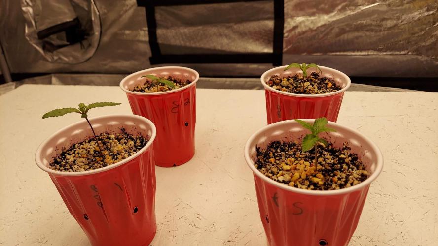 The Garden 2022 - Blueberry Muffin. Week 1