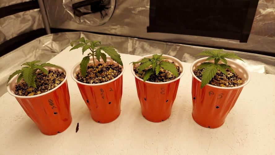 The Garden 2022 - Blueberry Muffin. Week 2