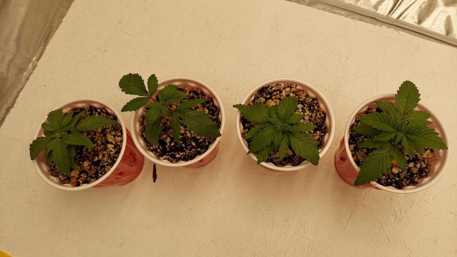 The Garden 2022 - Blueberry Muffin. Week 2