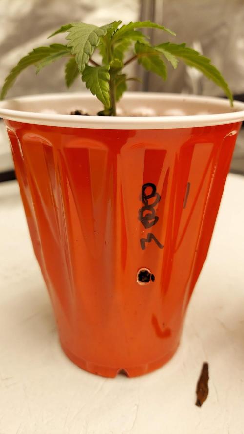 The Garden 2022 - Blueberry Muffin. Week 2